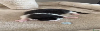 Domestic Shorthair Kitten 4