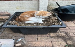 Mixed Breed cats for sale: ******s to collect  - Image 1