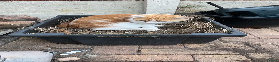 Domestic short hair cat