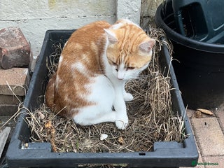 Mixed Breed cats - Advert 24