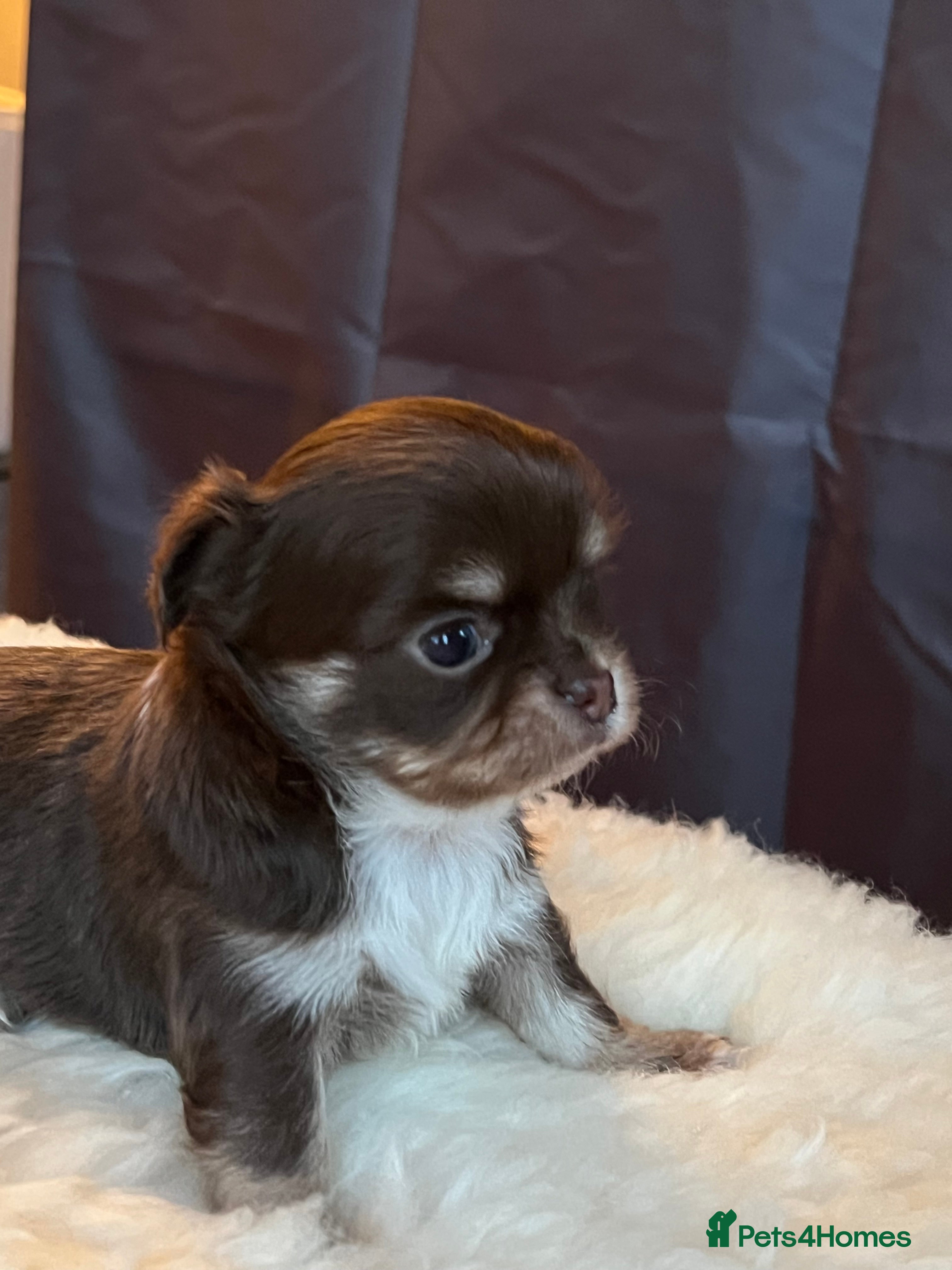 Chihuahua dogs Stunning top quality long haired Chihuahuas - Advert 5
