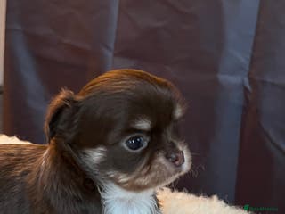 Chihuahua dogs Stunning top quality long haired Chihuahuas - Advert 5