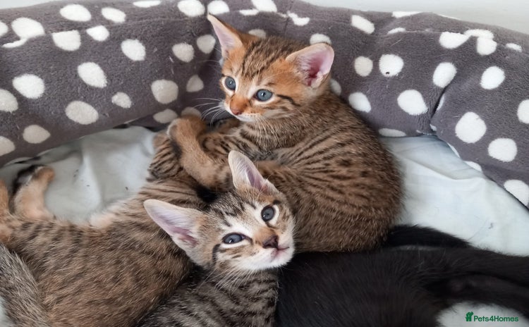 Mixed Breed cats - Advert 4