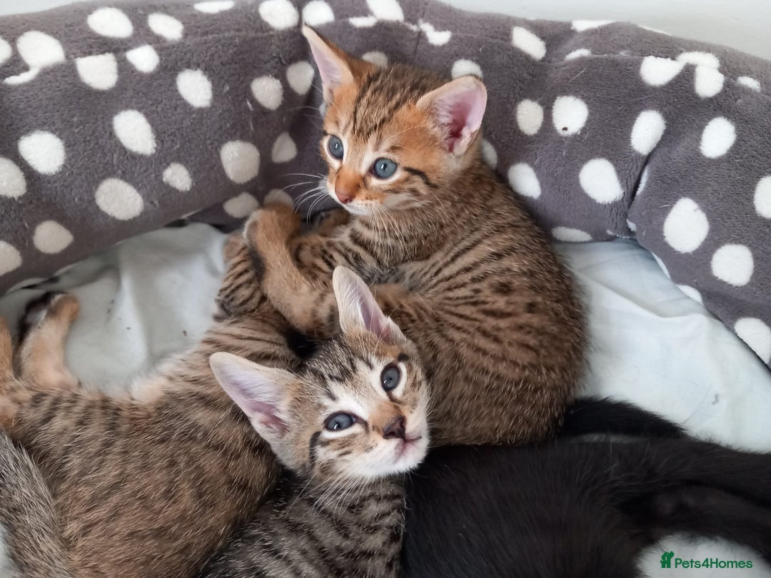 Mixed Breed cats for sale: Kittens F5 savannah - Image 1