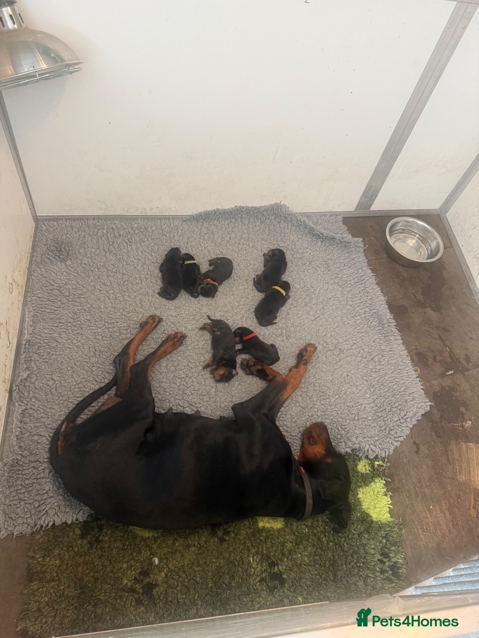 Dobermann dogs World champion Dobermanns available - Advert 2