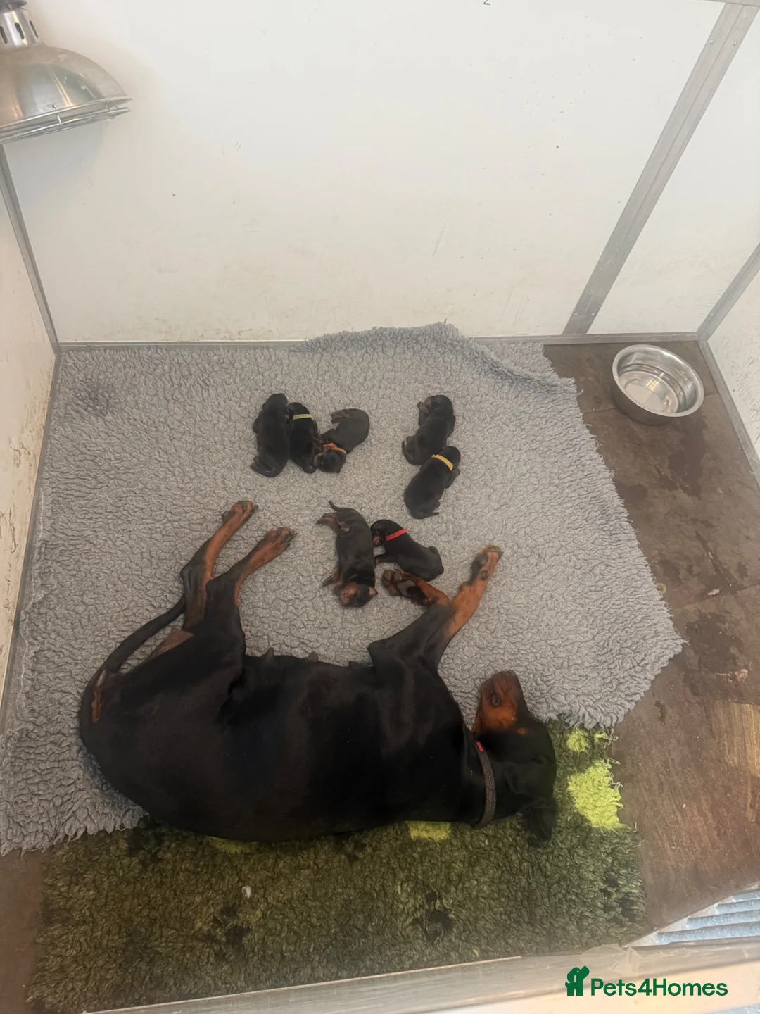 Dobermann dogs for sale: World champion Dobermanns available - Advert 2