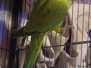 Ringnecks birds Green Indian Ringneck - Advert 1