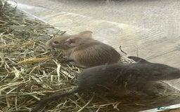 Degus rodents for sale: Baby Degus looking for loving homes - Image 1