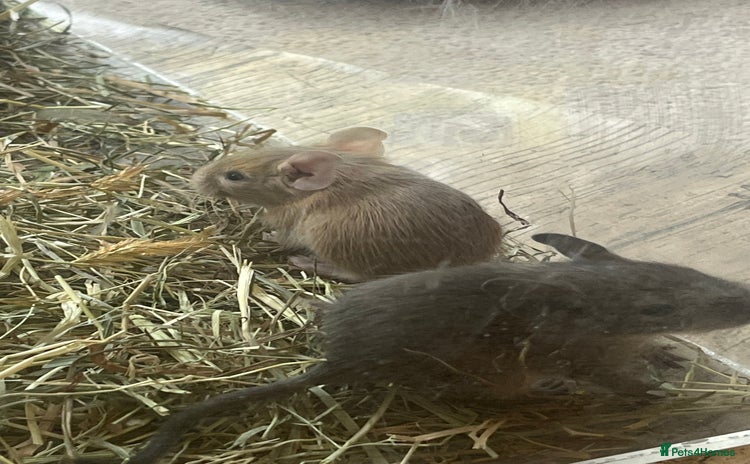 Degus rodents - Advert 6