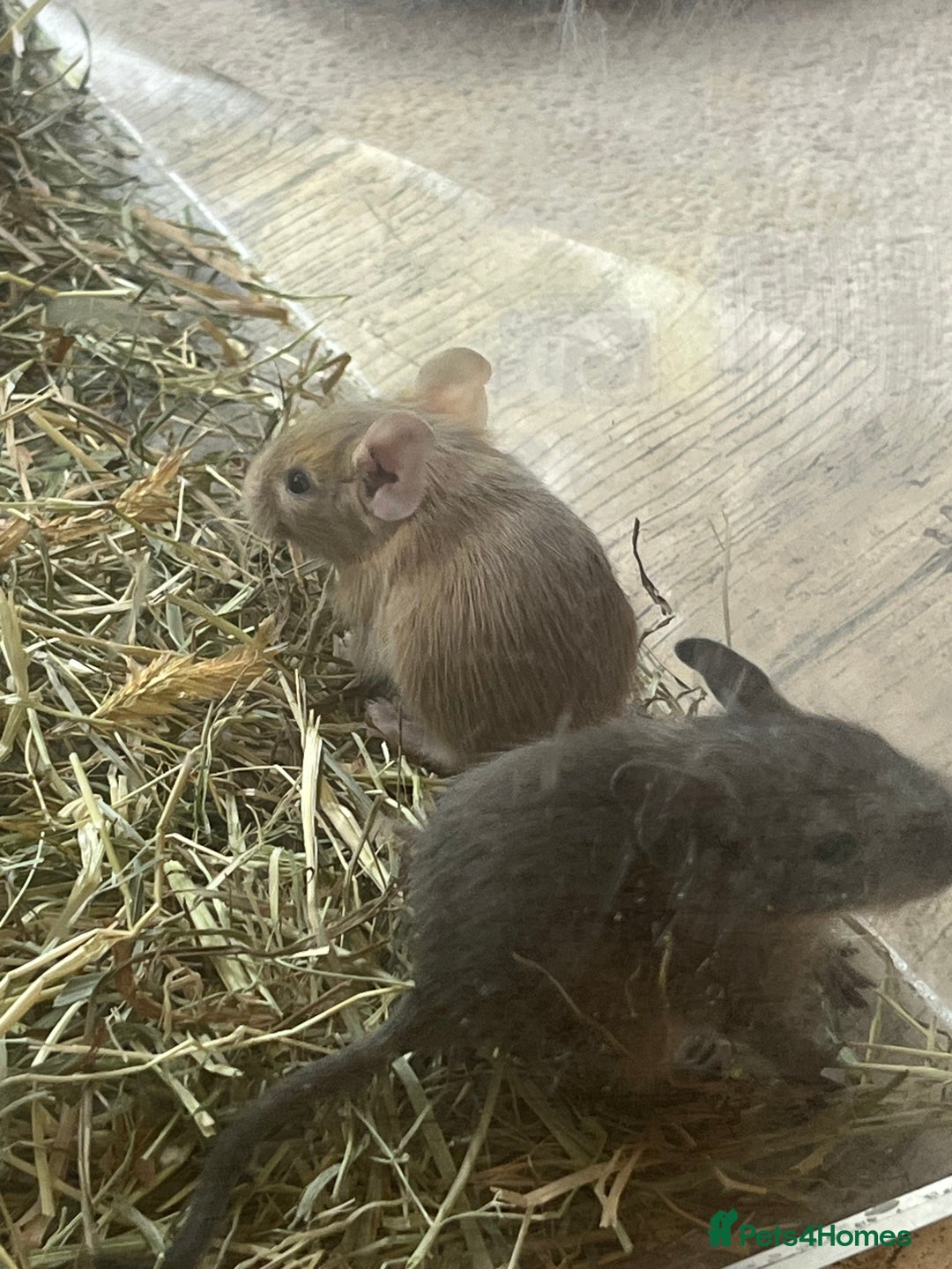Degus rodents for sale: Baby Degus looking for loving homes - Image 1
