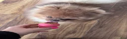 Pomeranian dogs for sale: Male lilac pomarainan George  - Advert 5