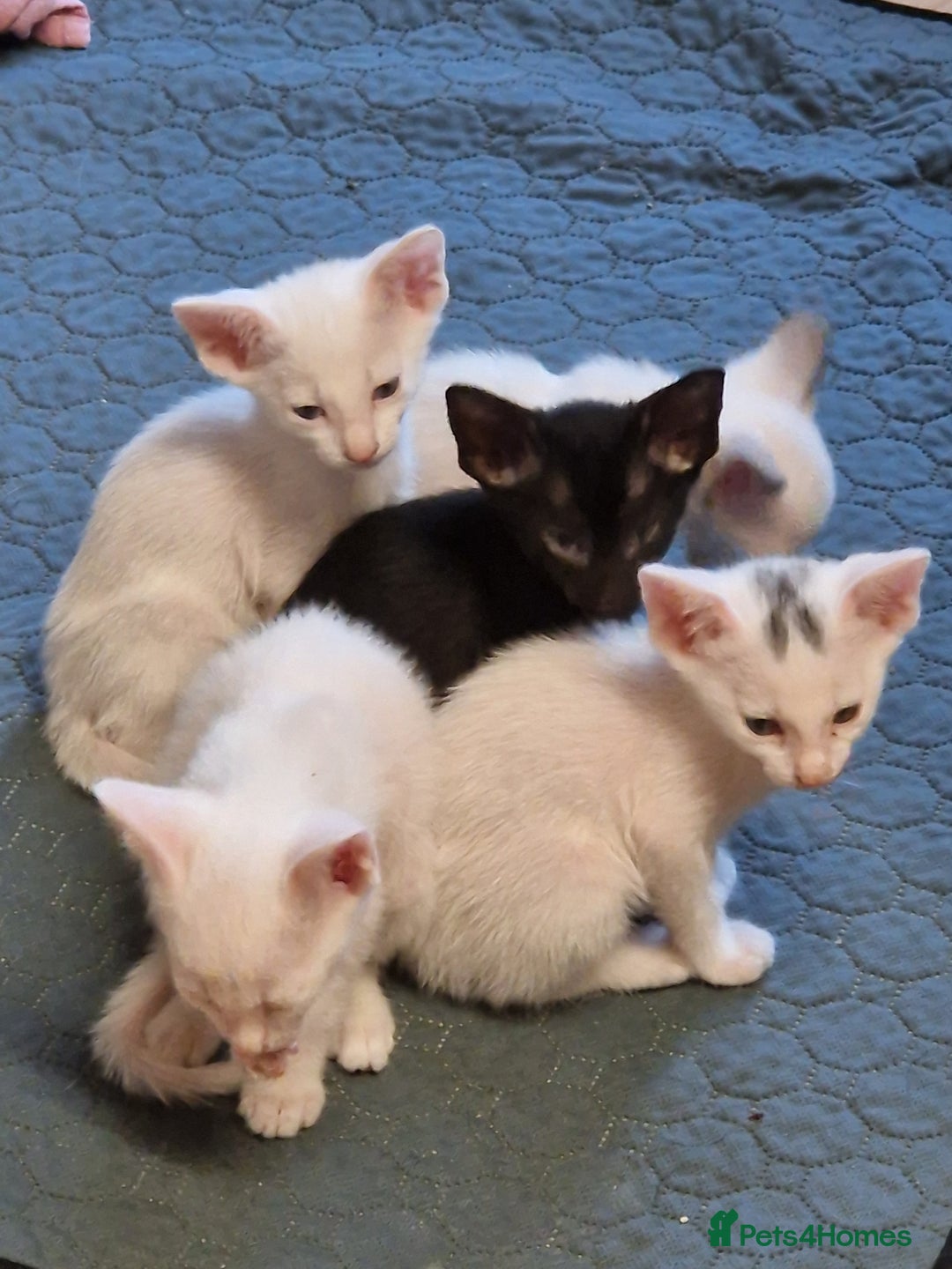 Mixed Breed cats for sale: Mixed breed kittens siamese cross Oriental  - Image 6