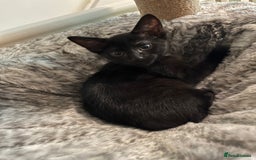 Mixed Breed cats for sale: Beautiful kittens ready for loving new homes.  - Image 32