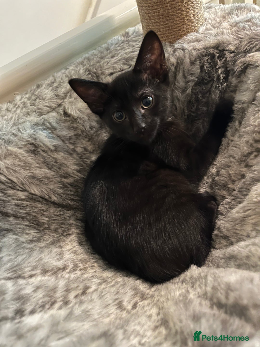 Mixed Breed cats for sale: Beautiful kittens ready for loving new homes.  - Image 32