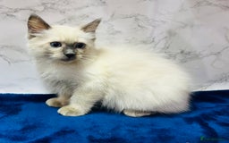 Ragdoll cats for sale: TICA Registered Magnificent Ragdoll kittens  - Image 30