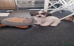 Maltipoo dogs for sale: Maltipoo 1 sable boy left - Image 5