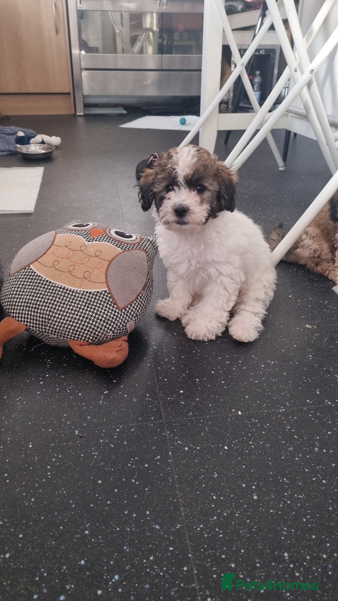 Maltipoo dogs for sale: Maltipoo 1 sable boy left - Image 5