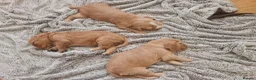 Cocker Spaniel dogs for sale: 3 golden Cocker Spaniels  - Advert 29