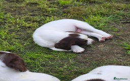English Springer Spaniel dogs for sale: Working springer spaniel male puppy  - Image 1