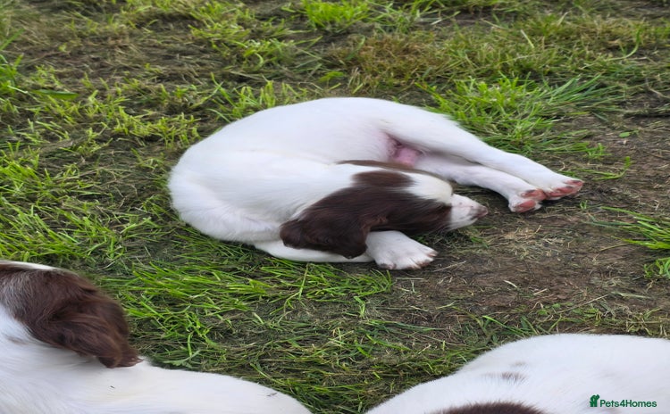 English Springer Spaniel dogs - Advert 2