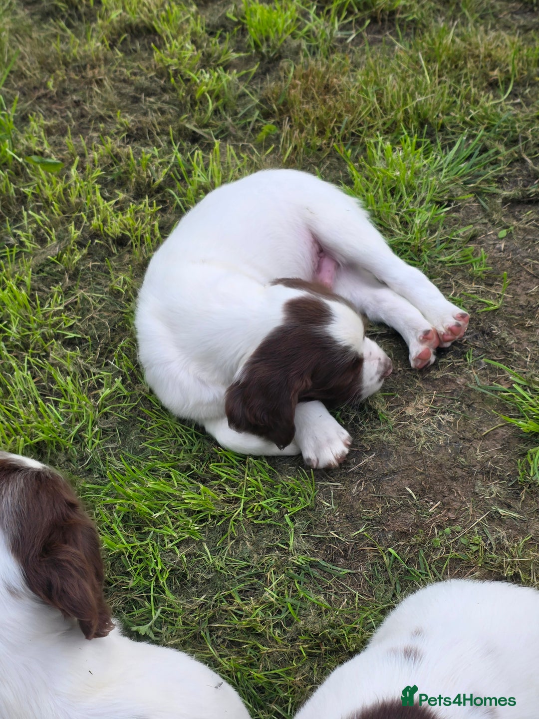 English Springer Spaniel dogs for sale: Working springer spaniel male puppy  - Image 1