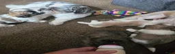 Shorkie dogs for sale: Shorkie puppies - Advert 7