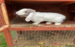 English Lop rabbits for sale: X2 female rabbits 7 months old  - Image 2