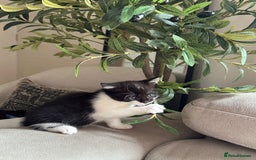 Domestic Shorthair cats for sale: 4 kittens  - Image 5