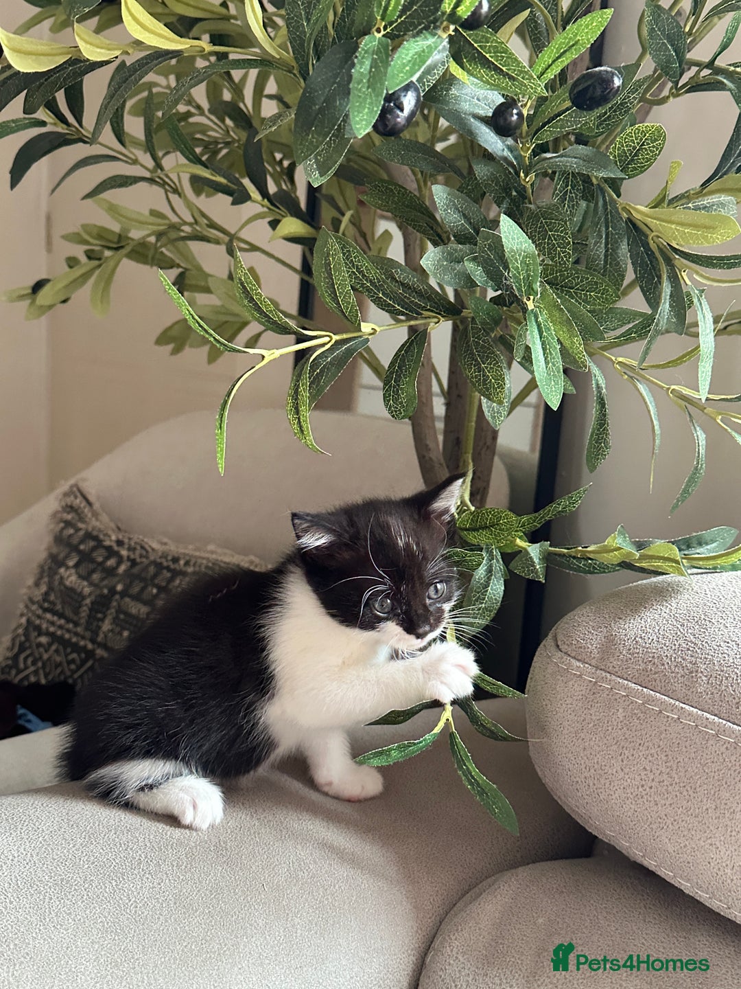 Domestic Shorthair cats for sale: 4 kittens  - Image 5