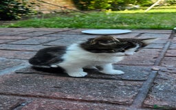 British Longhair cats for sale: 2males /2 famles - Image 9