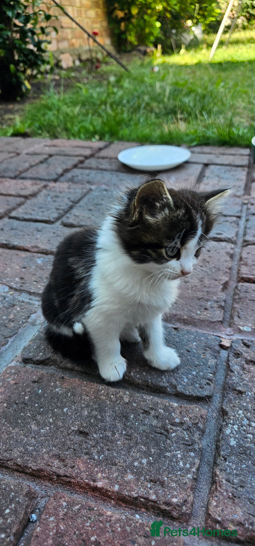 British Longhair cats for sale: 2males /2 famles - Image 9