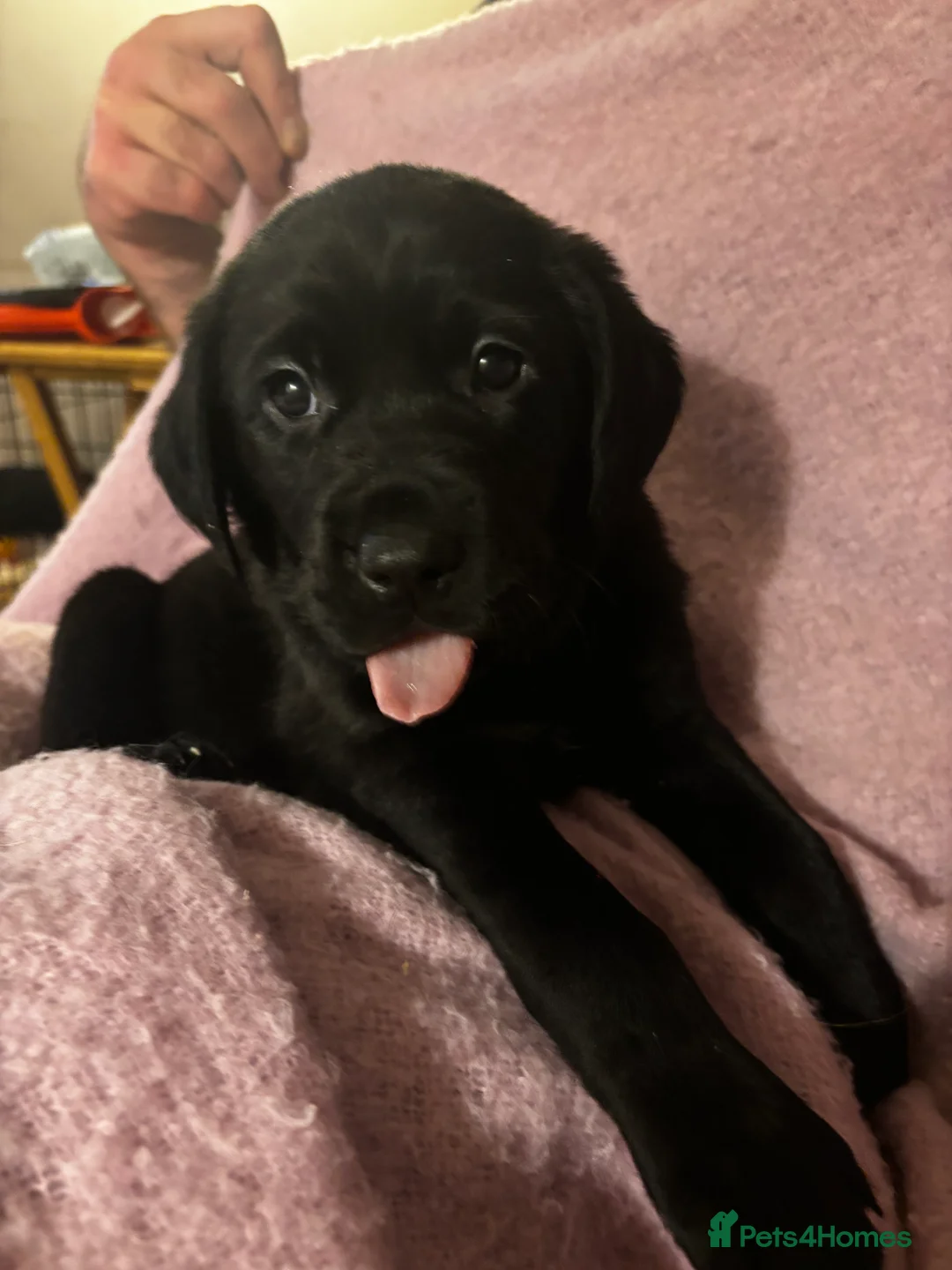 Goldador dogs for sale: Goldador puppies with a dash of dalmation  - Advert 7