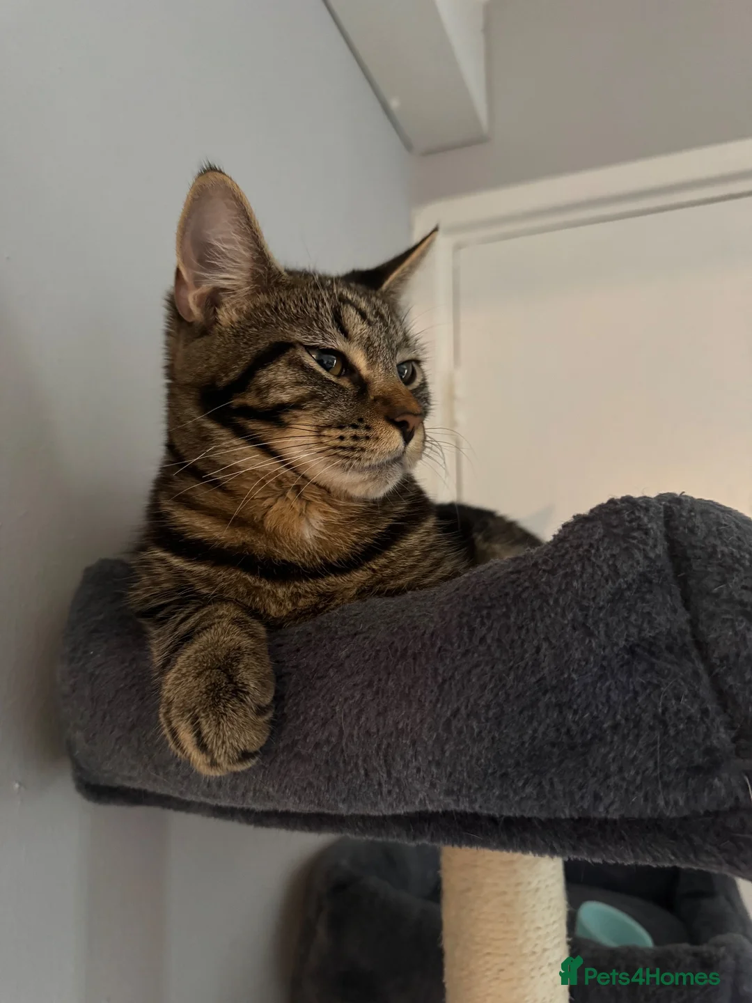 Mixed Breed cats for sale: Dexter needs a loving home! - Advert 2
