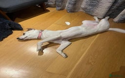 Mixed Breed dogs for adoption: Meet Nancy, currently residing in Hertfordshire  - Image 5