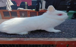 Netherland Dwarf rabbits for sale: Netherland dwarf rabbits  - Image 3