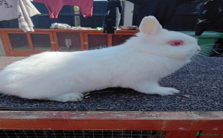 Netherland Dwarf rabbits - Advert 1