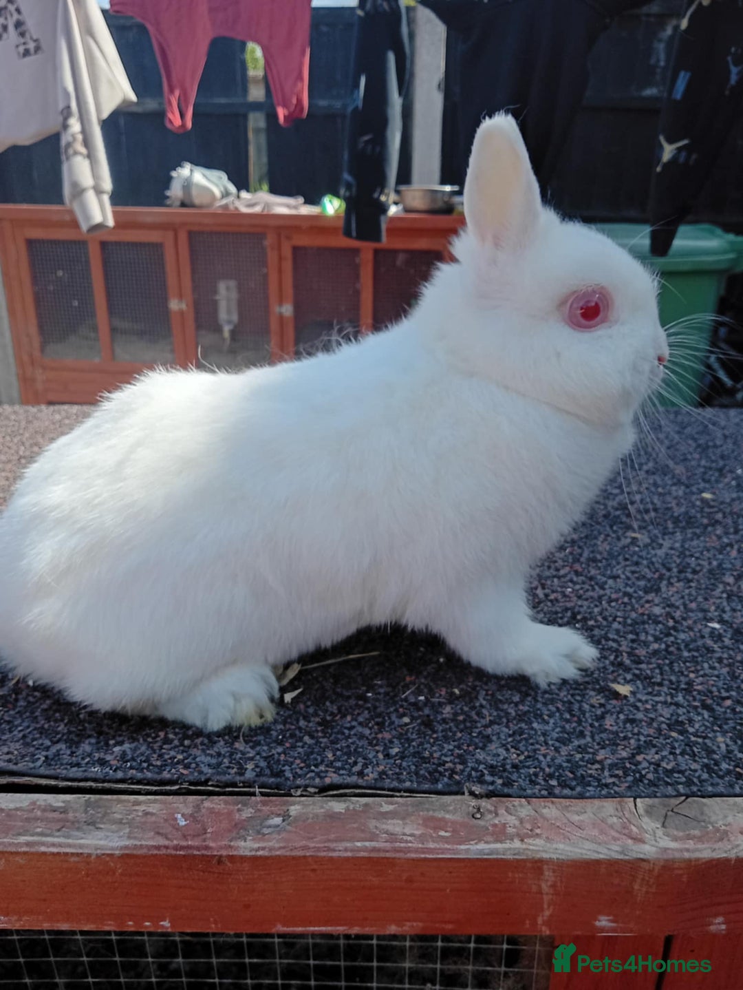 Netherland Dwarf rabbits for sale: Netherland dwarf rabbits  - Image 3