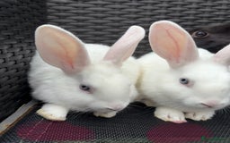 Mixed Breed rabbits for sale: 7 baby bunnies ready for new homes - Image 16