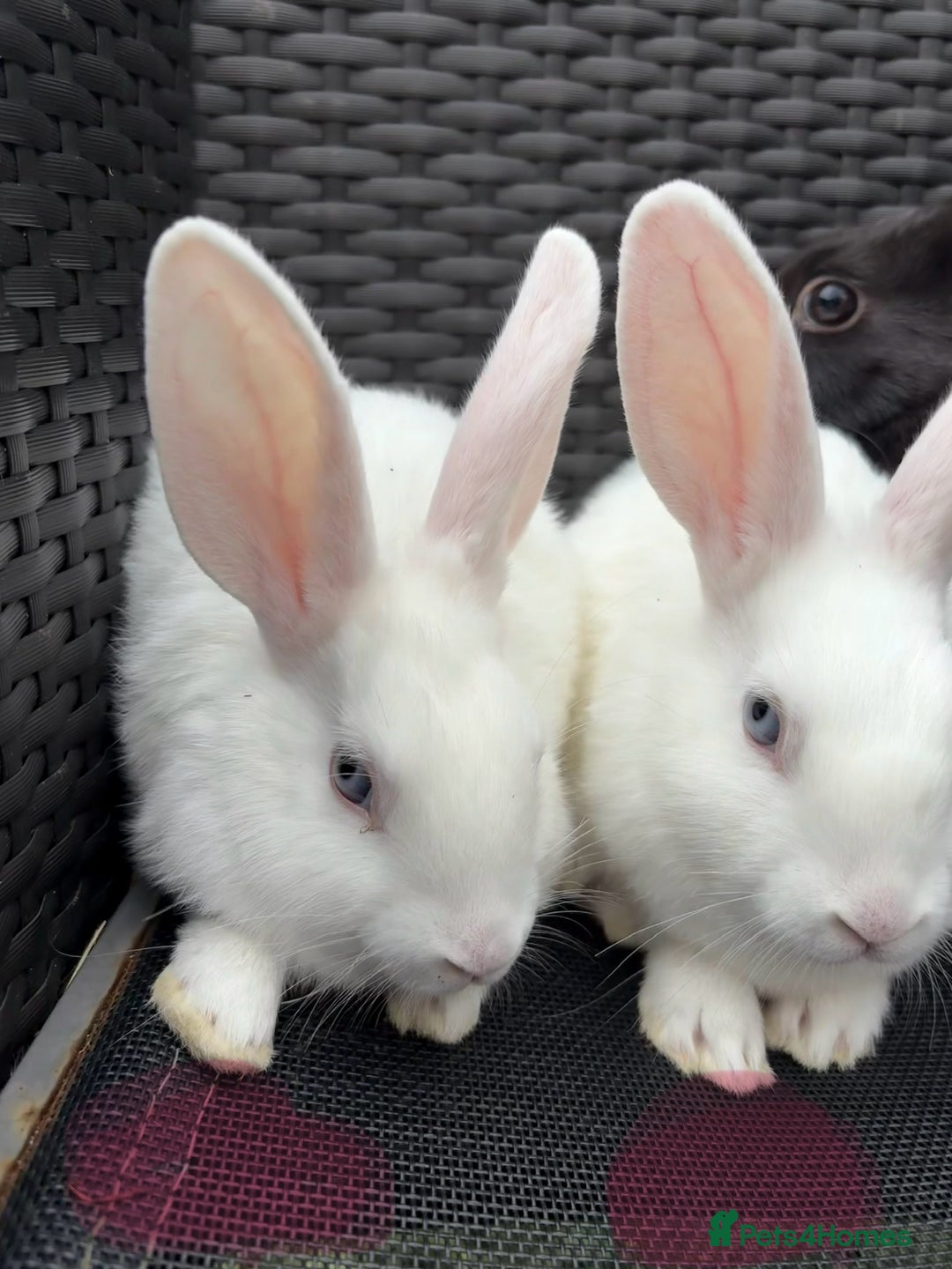 Mixed Breed rabbits for sale: 7 baby bunnies ready for new homes - Image 16