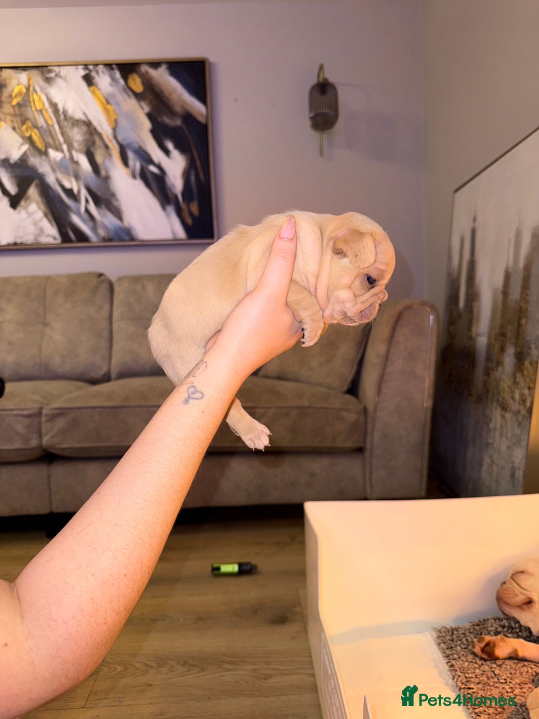 French Bulldog dogs for sale: 4 stunning French bulldogs carrying fluffy - Advert 9