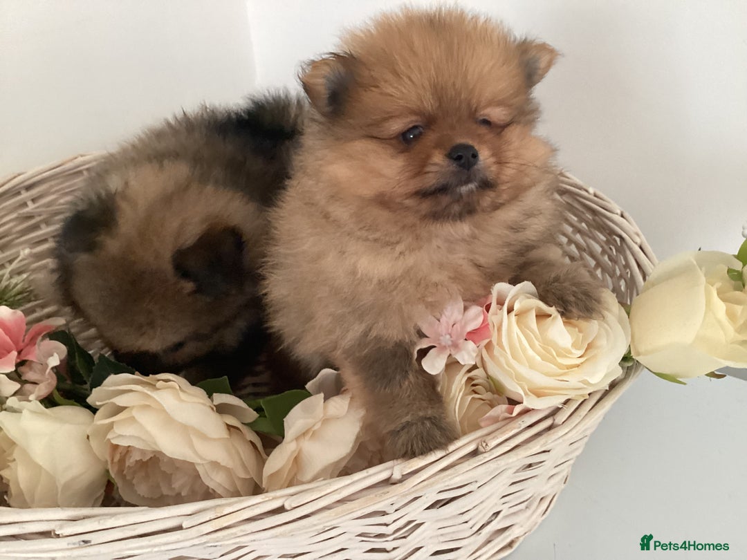 Pomeranian dogs for sale: READY NOW! kc reg STUNNING Pomeranian puppies  - Image 13