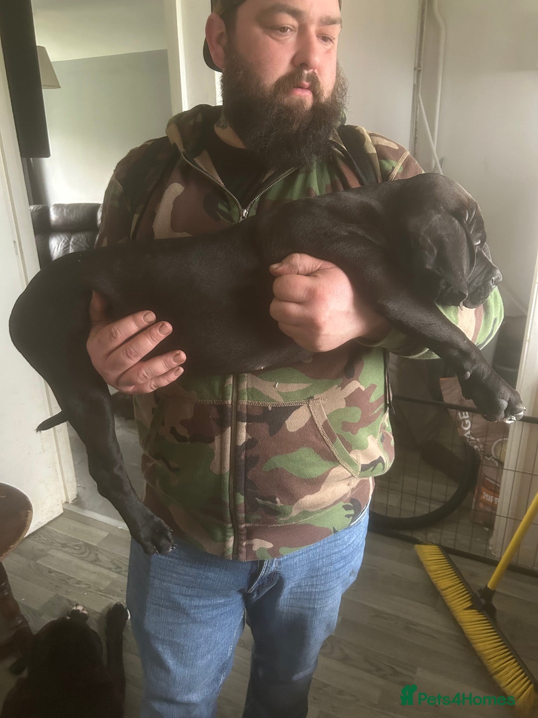 Mixed Breed dogs for sale: American bulldog x bully staff - Advert 5