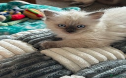 Ragdoll cats for sale: Adorable Ragdoll baby’s  - Image 19