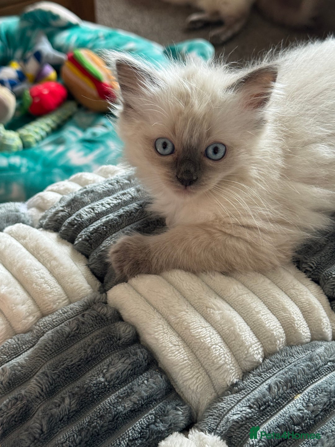Ragdoll cats for sale: Adorable Ragdoll baby’s  - Image 19