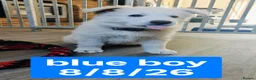 White Swiss Shepherd dogs for sale: Stunning KC reg long-coated White Swiss Shepherd - Advert 15