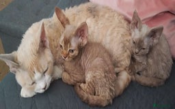 Devon Rex cats for sale: Beautiful Devon Rex Kittens - GCCF registered - Image 30