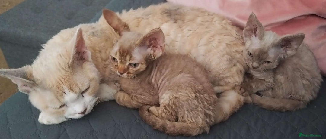 Devon Rex cats for sale: Beautiful Devon Rex Kittens - GCCF registered - Image 30