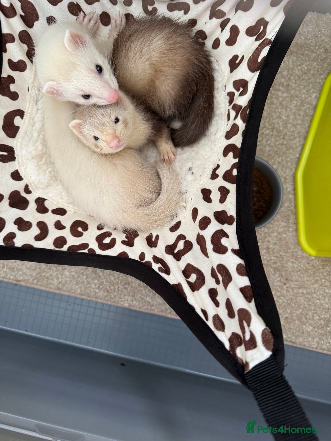 Ferret rodents for sale: Two hob ferrets with indoor cage - Image 1