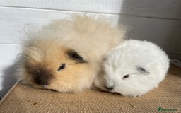 Guinea Pig rodents for sale: Two lovely baby boars - Image 4