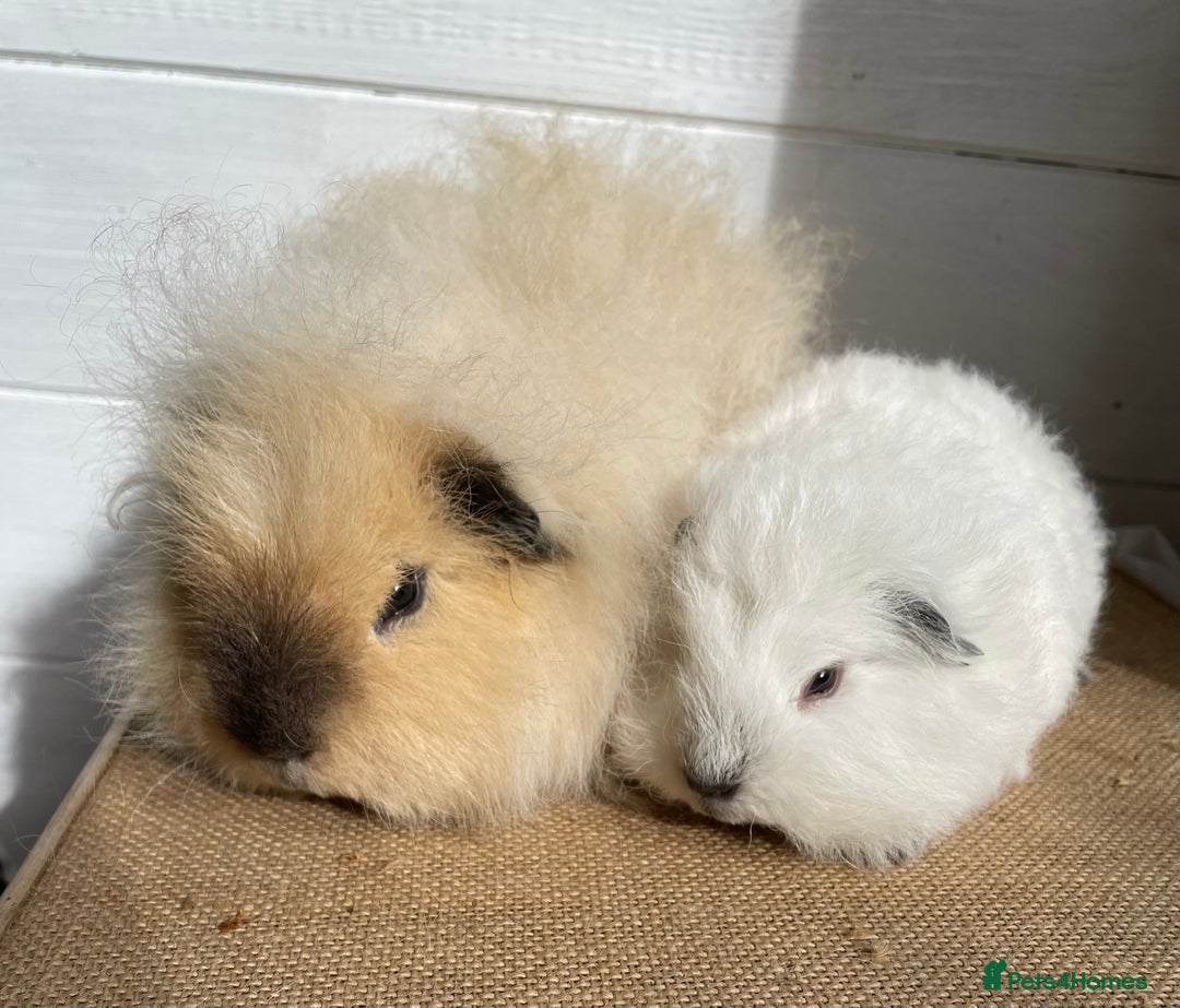 Guinea Pig rodents for sale: Two lovely baby boars - Image 4